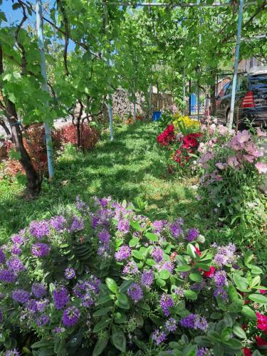 a garden with purple and pink flowers and trees at Jurgen House in Piskupat