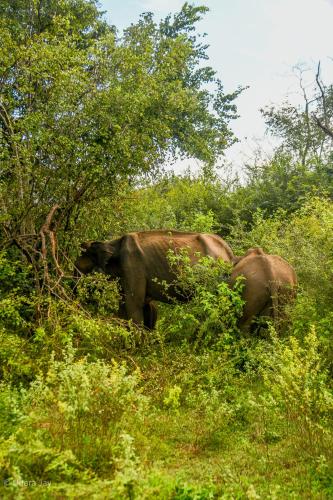 two elephants standing in the grass in a field at Mango Safari Camping Udawalawe in Udawalawe
