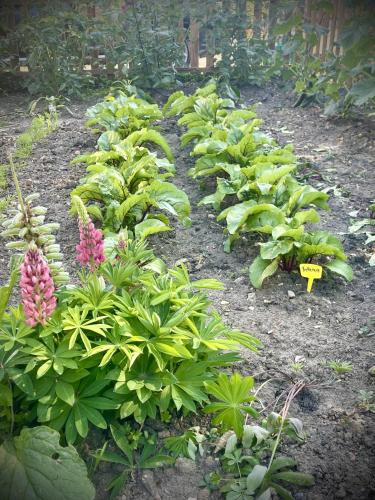 a row of green plants in a garden at Grand Deluxe Poule Noire in Égreville