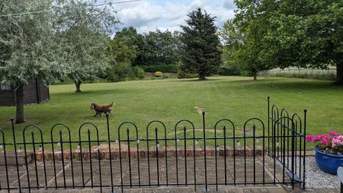 a dog walking in a yard behind a fence at The Lodge in Felsted