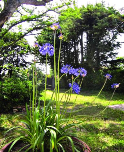 - un bouquet de fleurs violettes dans un jardin dans l'établissement Maison d'art et de nature - Luberon - Provence, à Robion
