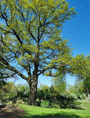 a tree with yellow leaves on a green field at Apartments R9 in Rīga
