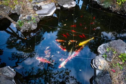 a group of koi fish in a pond at 旧邸貸別荘 南壽庵 in Tateyama