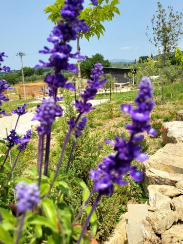 a bunch of purple flowers in a garden at VioVillas Agriturismo Glamping Arezzo in Arezzo