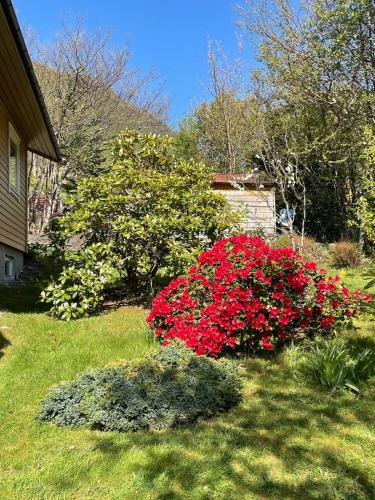 a bush of red flowers in a yard at Retro hus med fin beliggenhet in Haddal