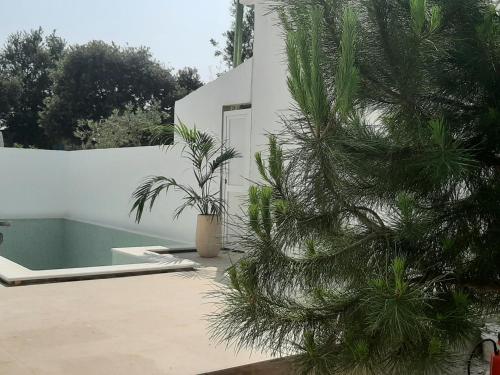 a palm tree sitting next to a swimming pool at SEA YA - two apartments house with heated pool - 150m from beach in Zaglavice