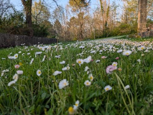a field of white flowers in the grass at La Belle Verte in Laruscade