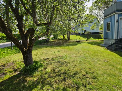 a tree in the grass next to a house at Villa med pool i närheten av Örebro in Hällefors