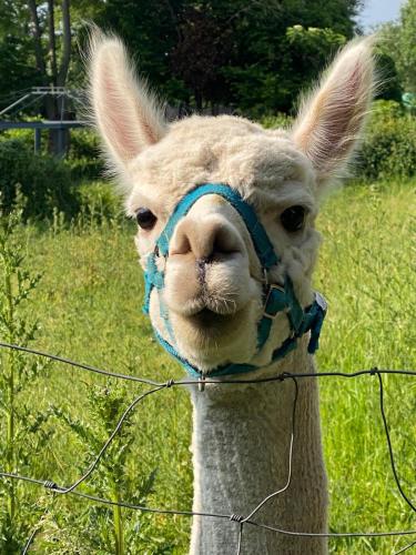 Animales en el bed & breakfast o alrededores