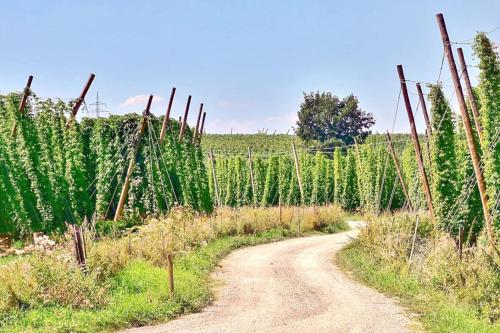 a dirt road in a field next to a vineyard at The Old Bakery at Sobechleby in Blšany