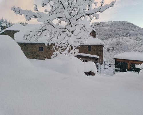 a tree covered in snow in front of a house at la pause nature in Saint-Martial