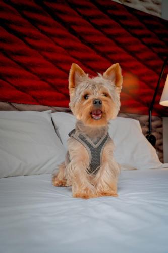 a small dog sitting on top of a bed at ibis Copiapo in Copiapó