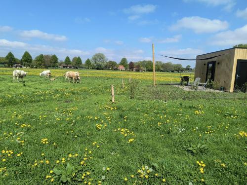 a group of cows grazing in a field of flowers at Natuurhuisje 't Hoogbos - Weidezicht in Schijf