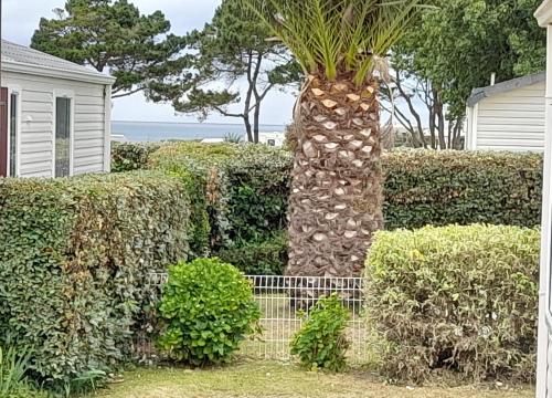 un palmier au milieu de quelques buissons dans l'établissement MOBILHOME 50m plage DINARD, à Dinard