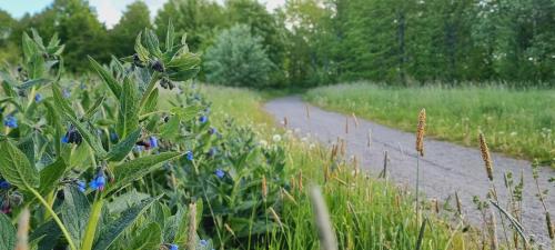 a field with blue flowers and a dirt road at Mysig 1a med Minispa, 20 min från Kinnekulle in Götene
