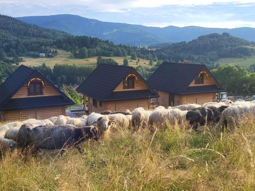 Chaty pod Pilskiem - sauna i jacuzzi w cenie