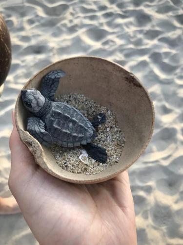 a hand holding a turtle in a bowl of sand at Casa Villa Noa in Puerto Escondido