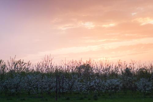 a field of white flowers in front of a sunset at Cascina delle Mele in Vittuone