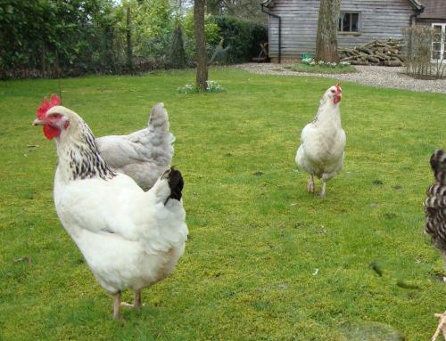 a group of chickens standing in the grass at Luxurious Country Barn in Baughurst