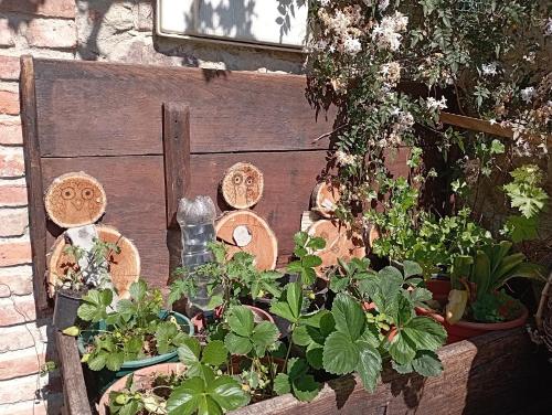 a bunch of plants in a wooden box at Casa de Aldea El Torrexon in Villamorey