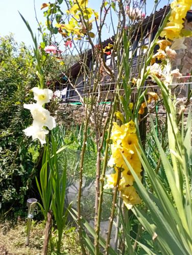 a group of flowers in a garden at Casa de Aldea El Torrexon in Villamorey