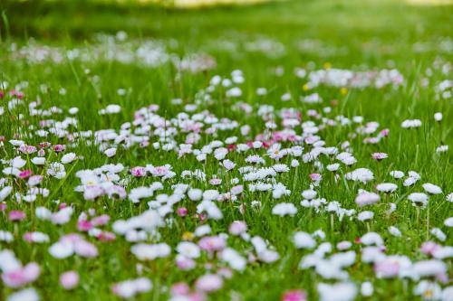 a field of pink and white flowers in the grass at Slow House Gaładuś in Radziucie