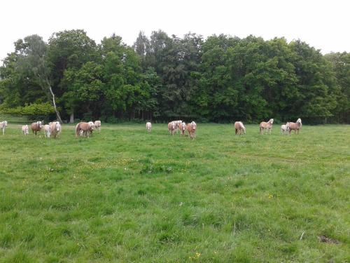 Gallery image of Wohnung in Zarnewanz nahe Ostsee, cleaning included in Zarnewanz