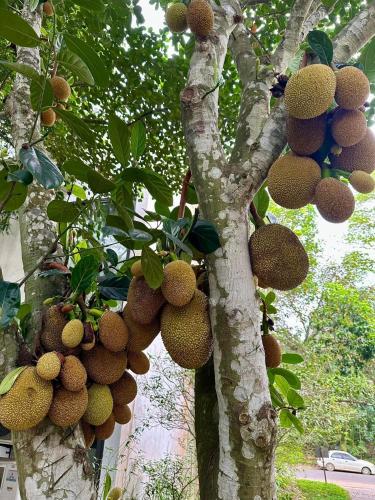 a tree filled with lots of fruits on it at Flamingo Dailai - HQ villa in Ngọc Quang