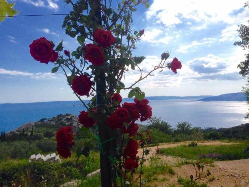 Φωτογραφία από το άλμπουμ του Apartments Aman σε Makarska