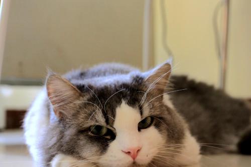 a gray and white cat laying on a table at Travel J in Taitung City