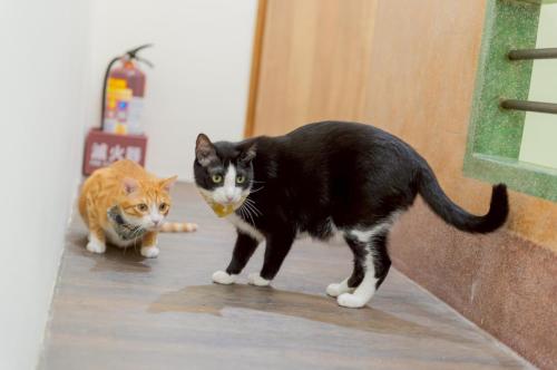 two cats walking on the floor in a room at 聽故事台南民宿 有貓的民宿 in Tainan