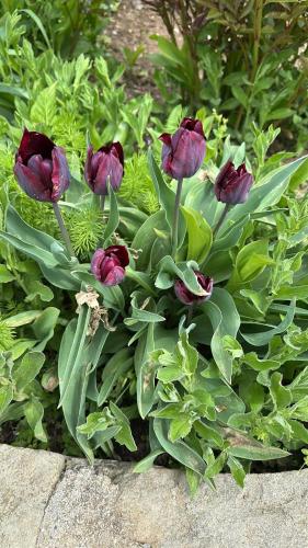 a bunch of purple flowers in a garden at La Colonelu in Sărata-Monteoru