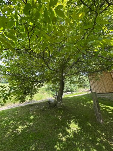 a bench sitting under a tree in a field at Ferienwohnungen Hatzl in Neuwald