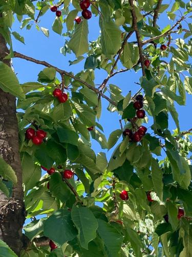 gite MARIE dolce via ardèche vallée de l'eyrieuxにある庭