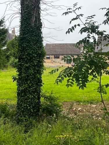 a ivy covered tree in a field with a building at Lavender Cottage in Oundle
