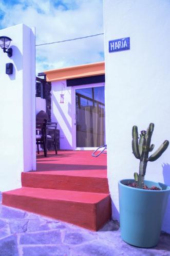 a cactus in a pot next to a building at HOTELITO RURAL GA7COLORES only adult in Montaña Blanca