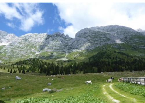 a group of animals grazing in a field with mountains at Casa JOY in Sella Nevea