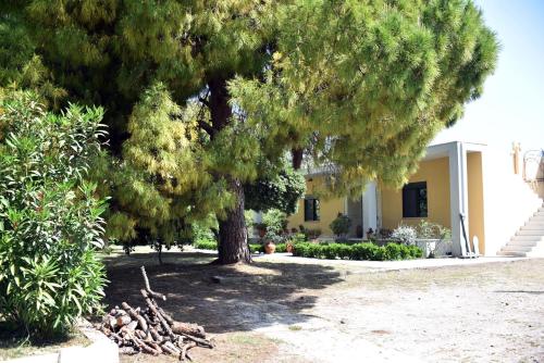 a large tree in front of a house at Angelica's House in Pythagoreio
