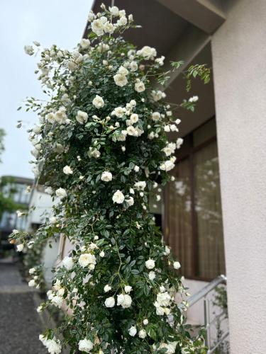 a bush of white flowers on the side of a building at Lia Guest House in K'obulet'i