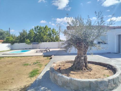 a small tree in a pot next to a pool at Chalet Vacacional ELIÁ -Piscina Privada, BBQ, Wifi in Chiclana de la Frontera