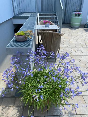 Domizil Gols, Studios Am Anger