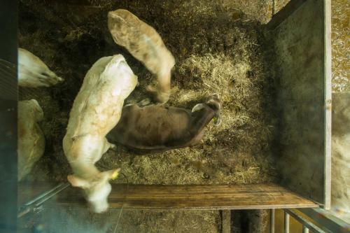 a duck laying on the ground next to some food at Steigmatt Bauernhof- Erlebnis in Montlingen