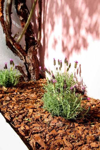 two plants with purple flowers in a garden at MiCasa Studios in Coimbra