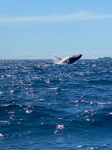 a dolphin jumping out of the water at A casa di Giorgia lodge Nosy be Andilana in Nosy Be