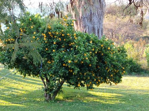 an orange tree in the middle of a field at The Seed Pod Guesthouse in Modimolle