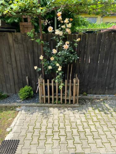 En have udenfor Casa Cătoiu
