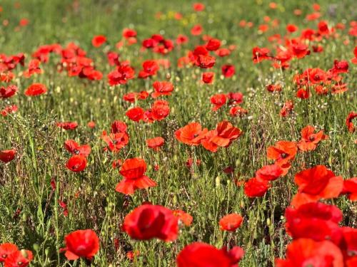 a field of red poppies in a green field at Tern Place in Kelling