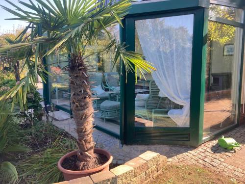a palm tree in a pot in front of a glass house at Egon in Neuruppin