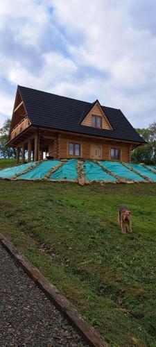 a dog is standing in front of a house at U Eskulapa in Lutowiska