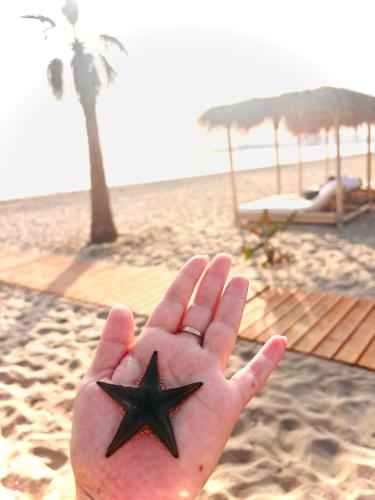 a person holding a starfish in their hand on the beach at Apartment Sun&Sea Durres by Sasha in Durrës